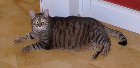 Gitte ist gerade eingezogen 20020816 (21K)