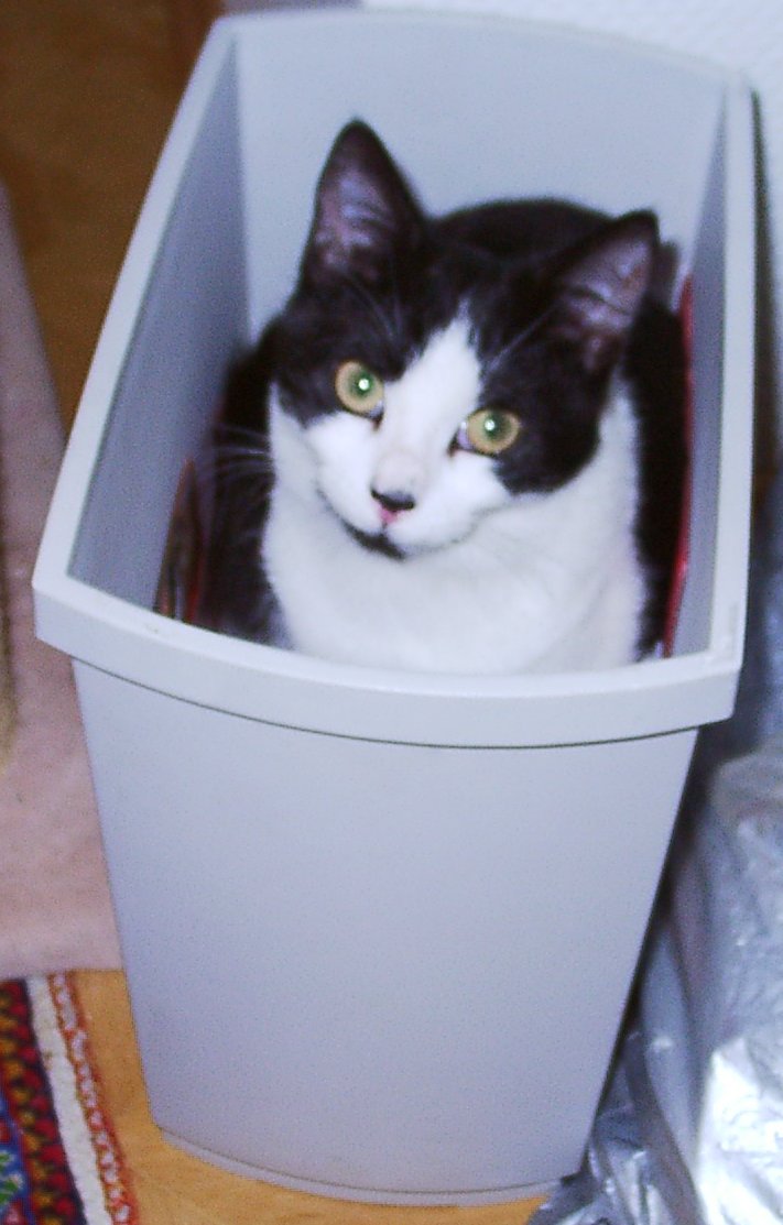 Mohrle untersucht Papierkorb