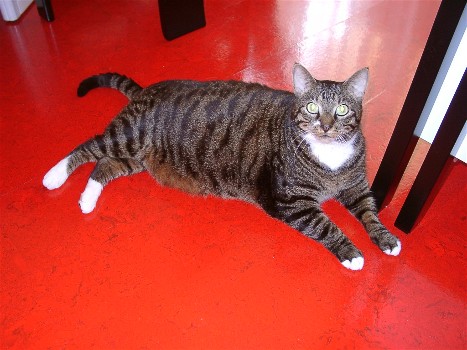 Hugo liegt auf dem Küchenfußboden (52K)