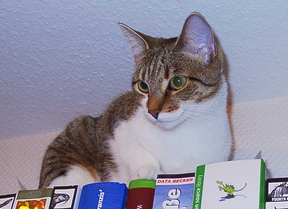 Maja hochhinaus im Buchregal (57K)