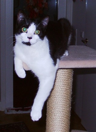 Mohrle auf dem Kratzbaum (34K)