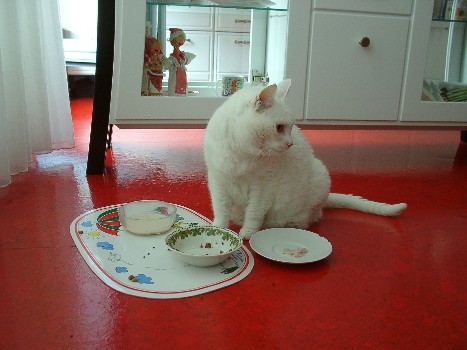 Mulle vor ihren fast leeren Freßnäpfen (42K)