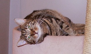 Peggy liegt seitlich auf dem Kratzbaum (20K)