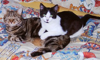 Mohrle hat Peggy erobert