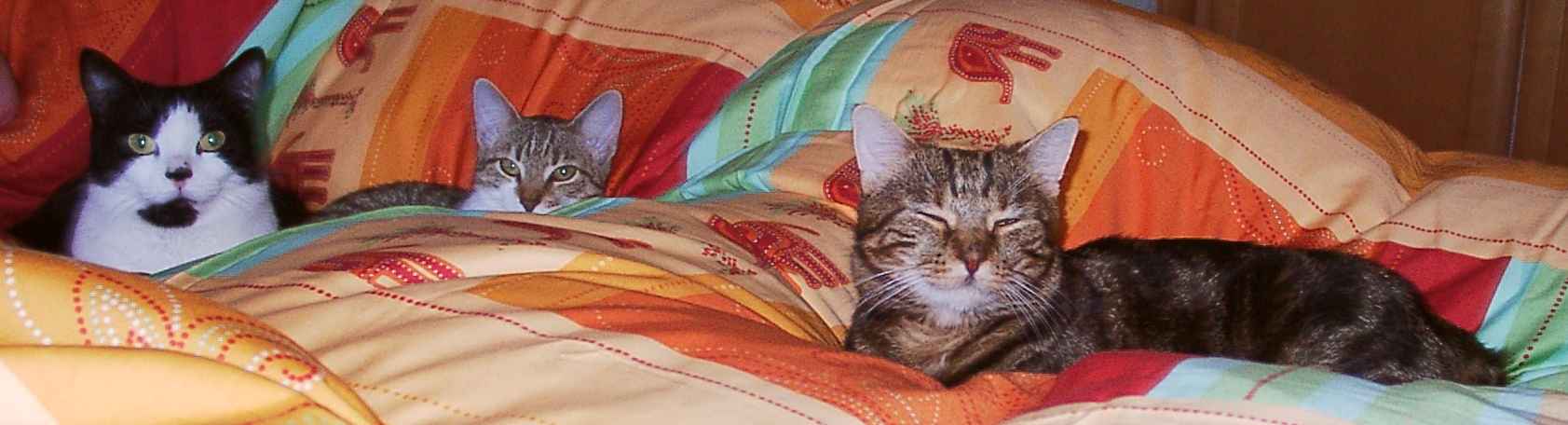 Unsere drei im Bett (62K)